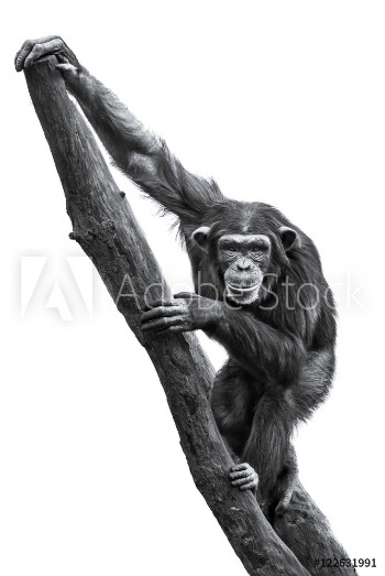 Image de Chimpanzee XXV